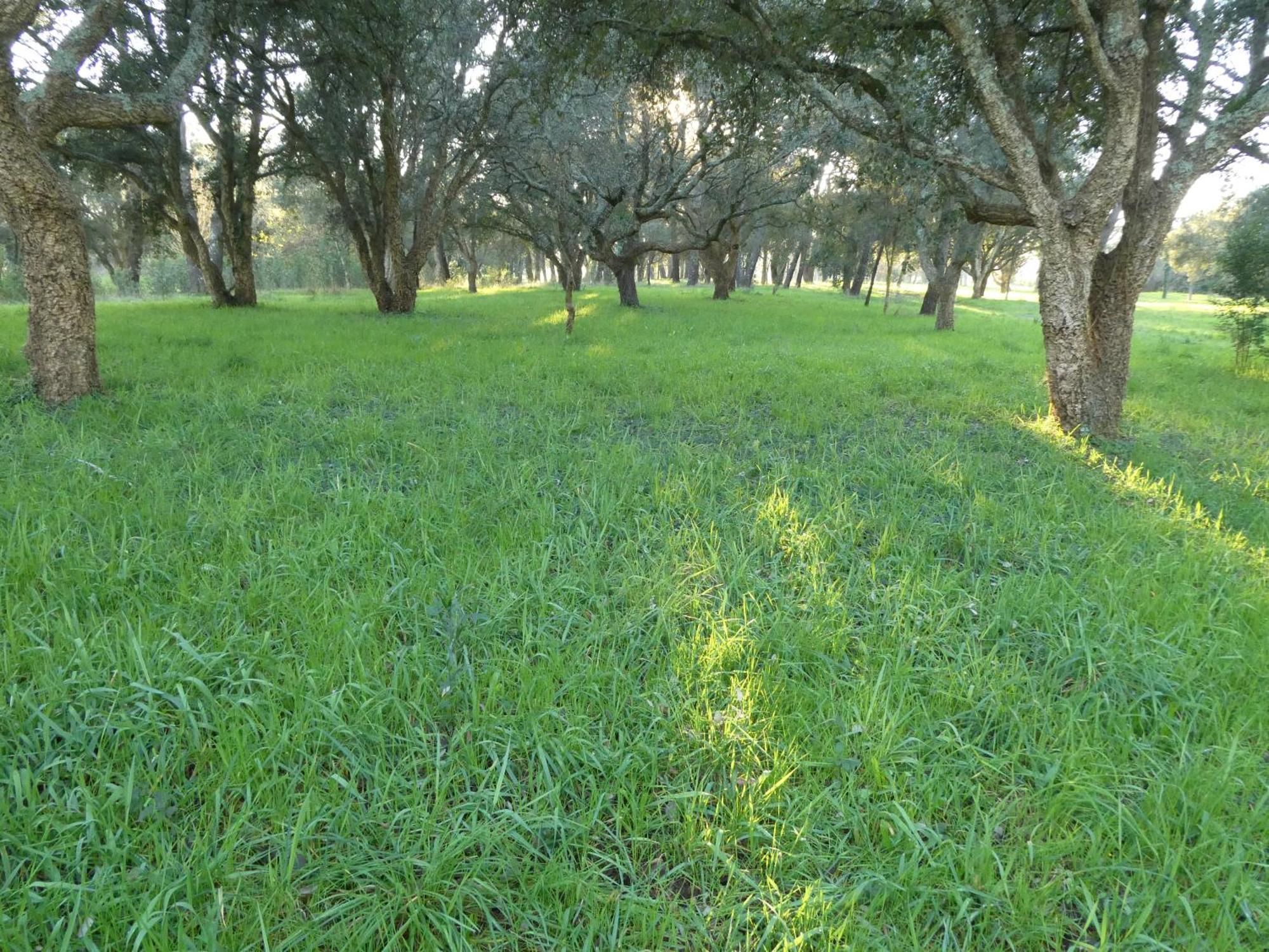 Casita A Estrenar En Finca Con Rio Proxima A Tui, Gondomar Y Portugal. Esterno foto